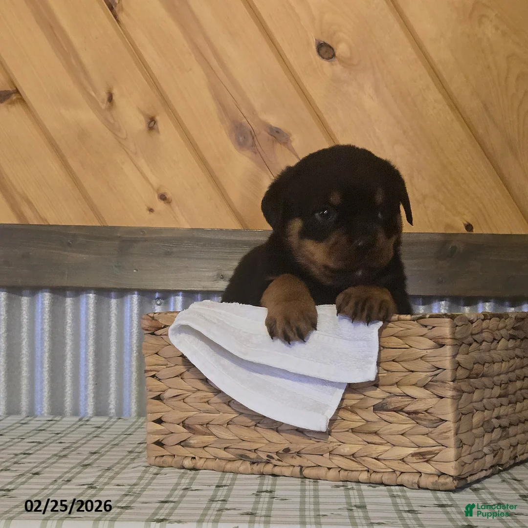 Rottweiler dogs for sale: Kody - Ad 3