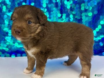 Toy Australian Shepherd dogs Cardinal - Ad 1