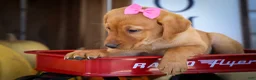 Labrador Retriever dogs for sale: NICKI - Ad 12