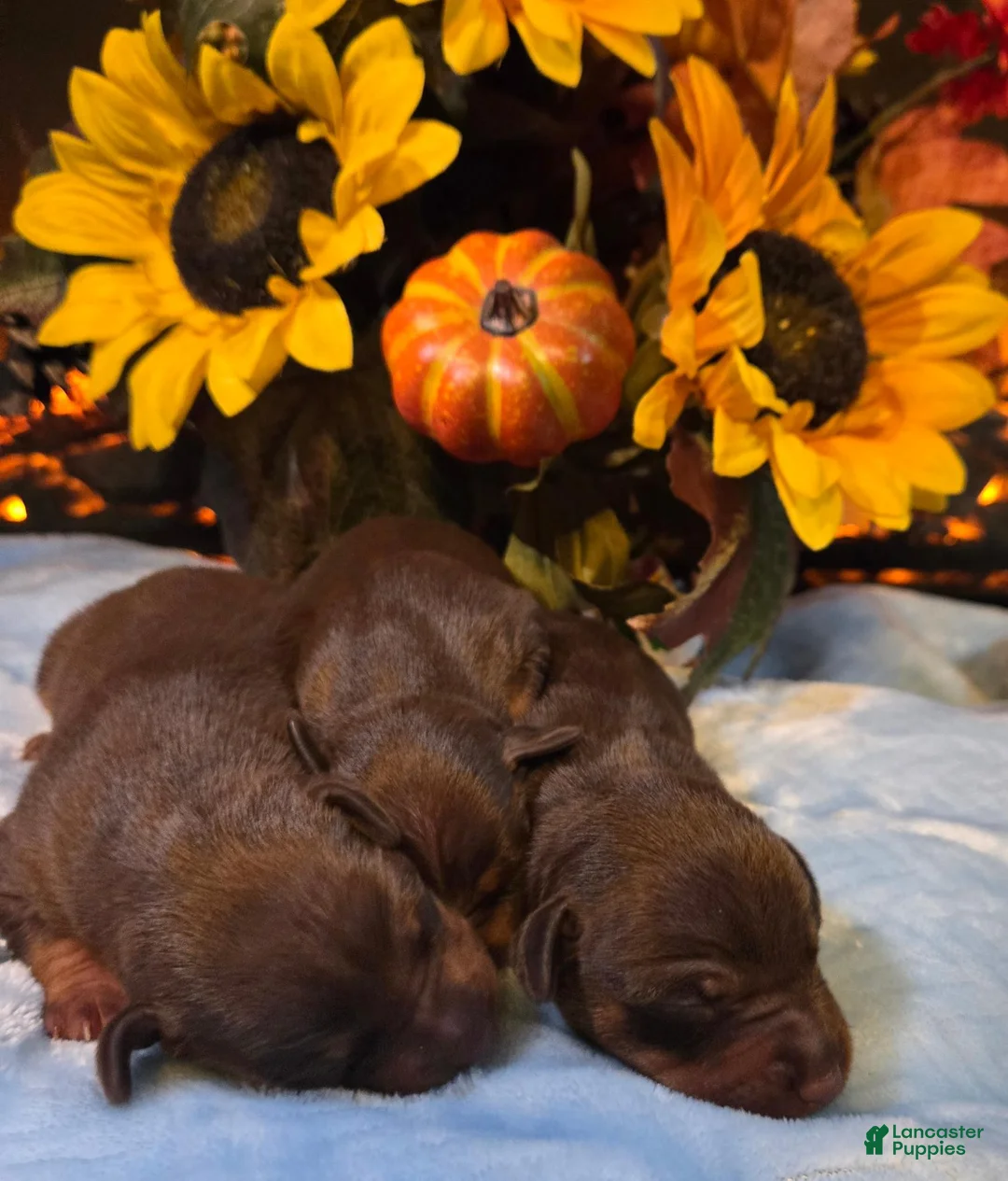 Miniature Pinscher dogs for sale: Miniature Pinscher 2 - Ad 5