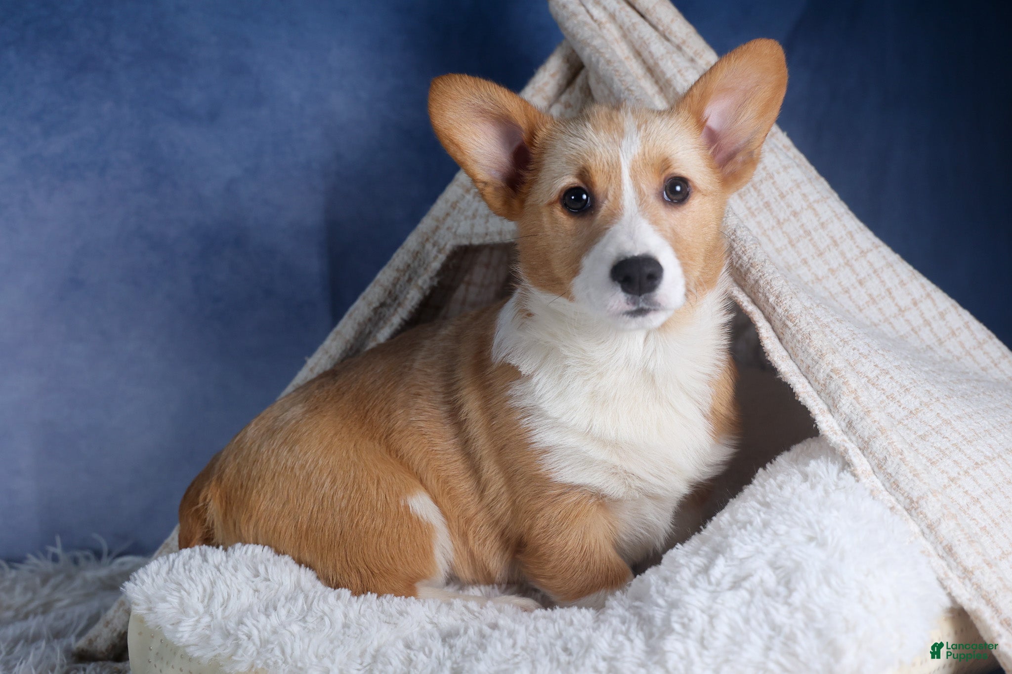 Welsh Corgi Pembroke dogs Milly - Ad 1
