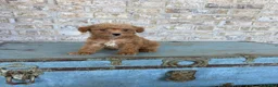 Miniature Labradoodle dogs for sale: Bentley  - Ad 3