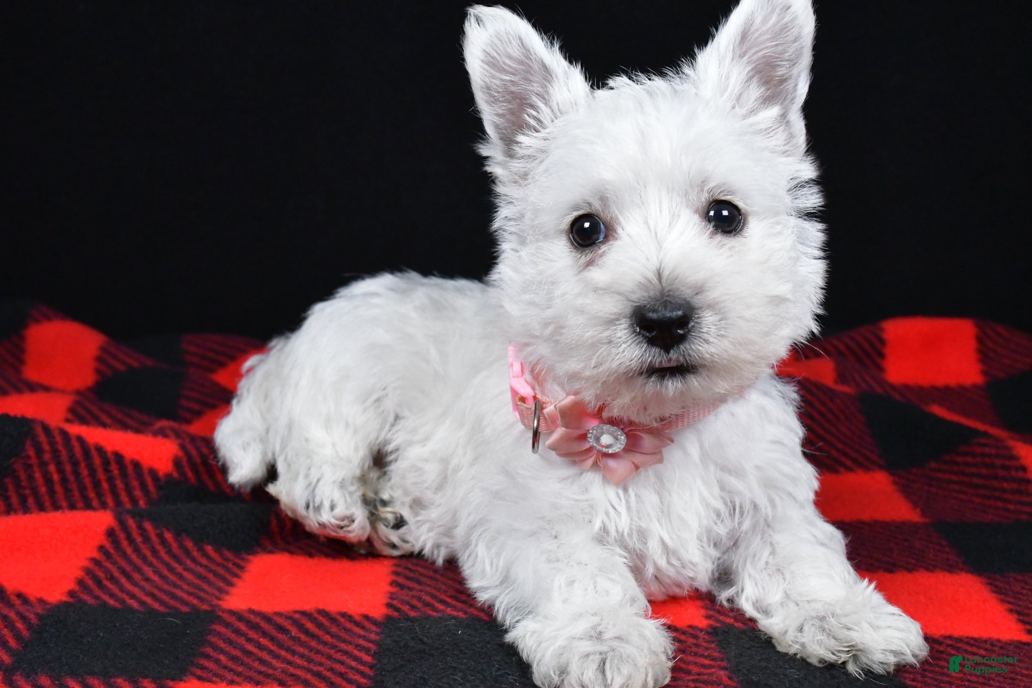 West Highland Terrier dogs Kenzie - Ad 2