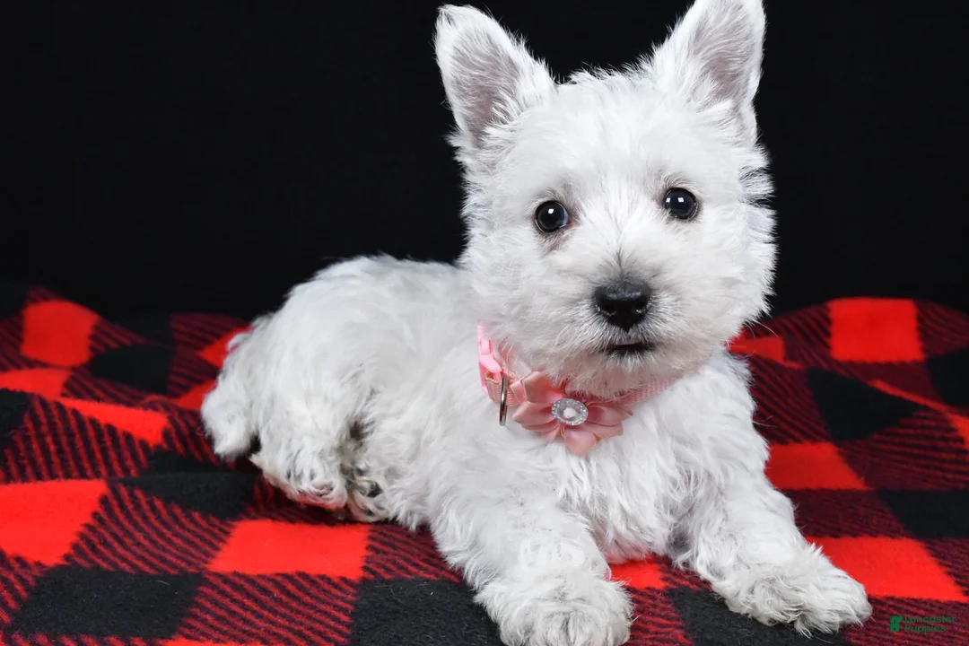 West Highland Terrier dogs for sale: Kenzie - Ad 2