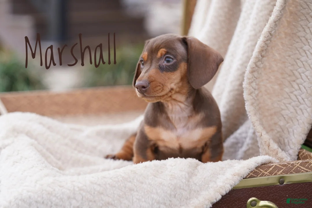 Miniature Dachshund dogs for sale: Miniature Dachshund Puppy 1 - Ad 2