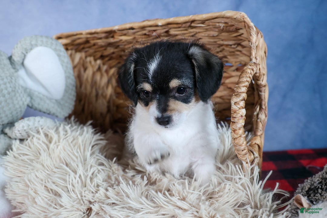 Chipoo dogs for sale: Kenzie - Ad 14