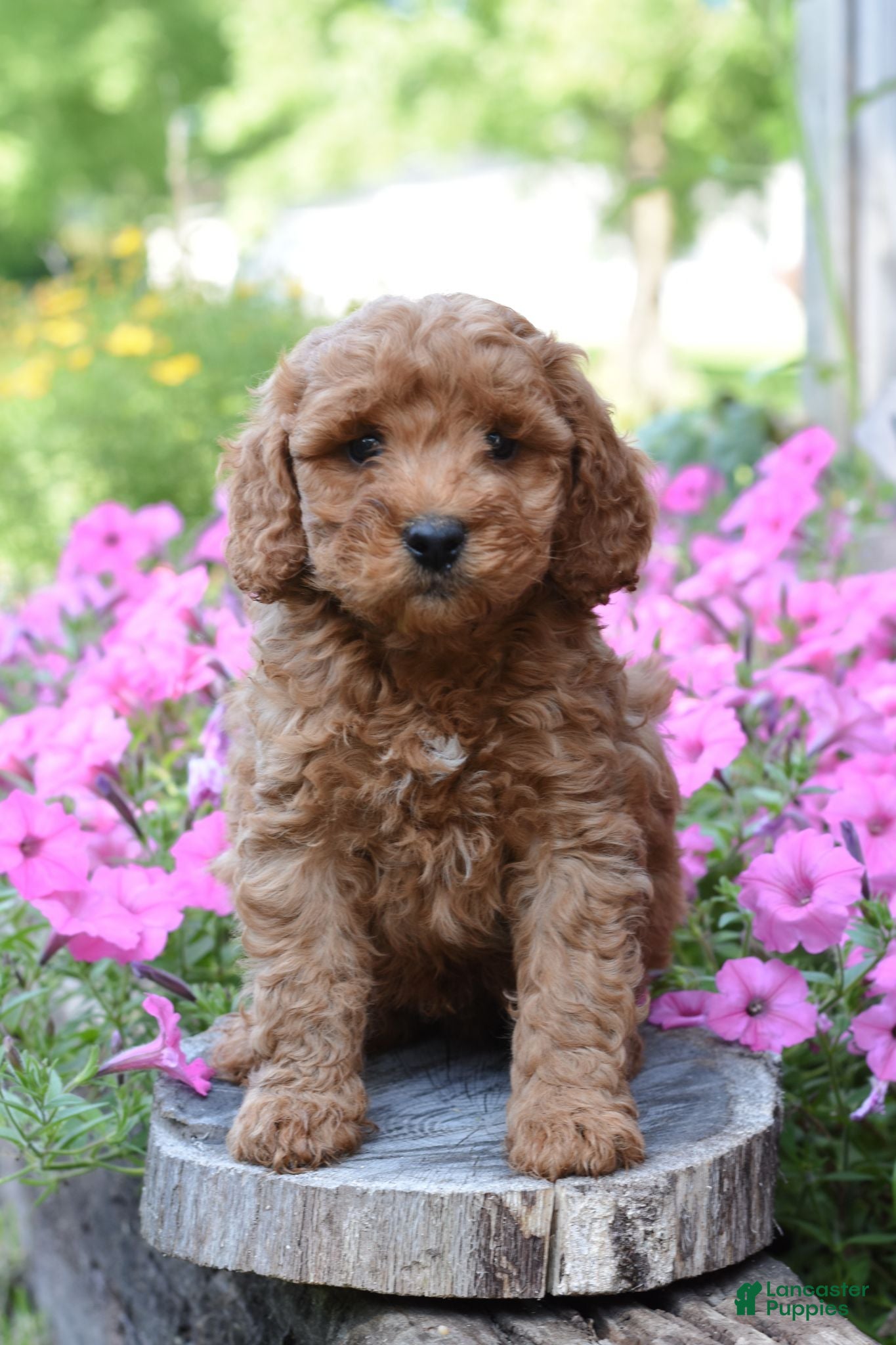 Cockapoo dogs Reece - Ad 1
