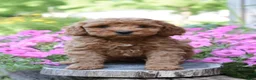 Cockapoo dogs for sale: Reece - Ad 1