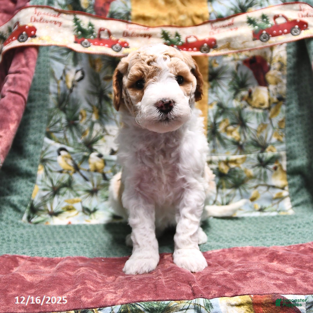 Goldendoodle dogs for sale: Holly - Ad 3