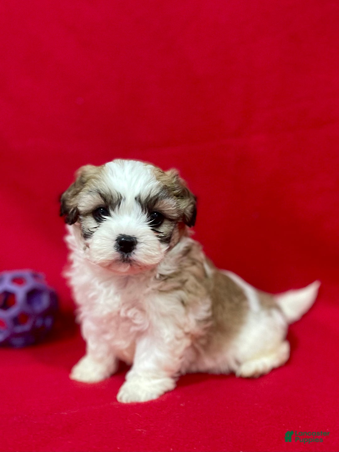 Teddy Bear dogs for sale: Lucy - Ad 1