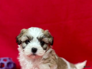 Teddy Bear dogs Lucy - Ad 22