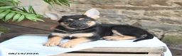 German Shepherd dogs for sale: Noelle - Ad 4