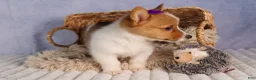 Welsh Corgi Pembroke dogs for sale: Bambi🎀 - Ad 4