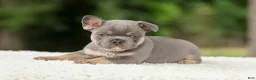 French Bulldog dogs for sale: Dallas - Ad 12