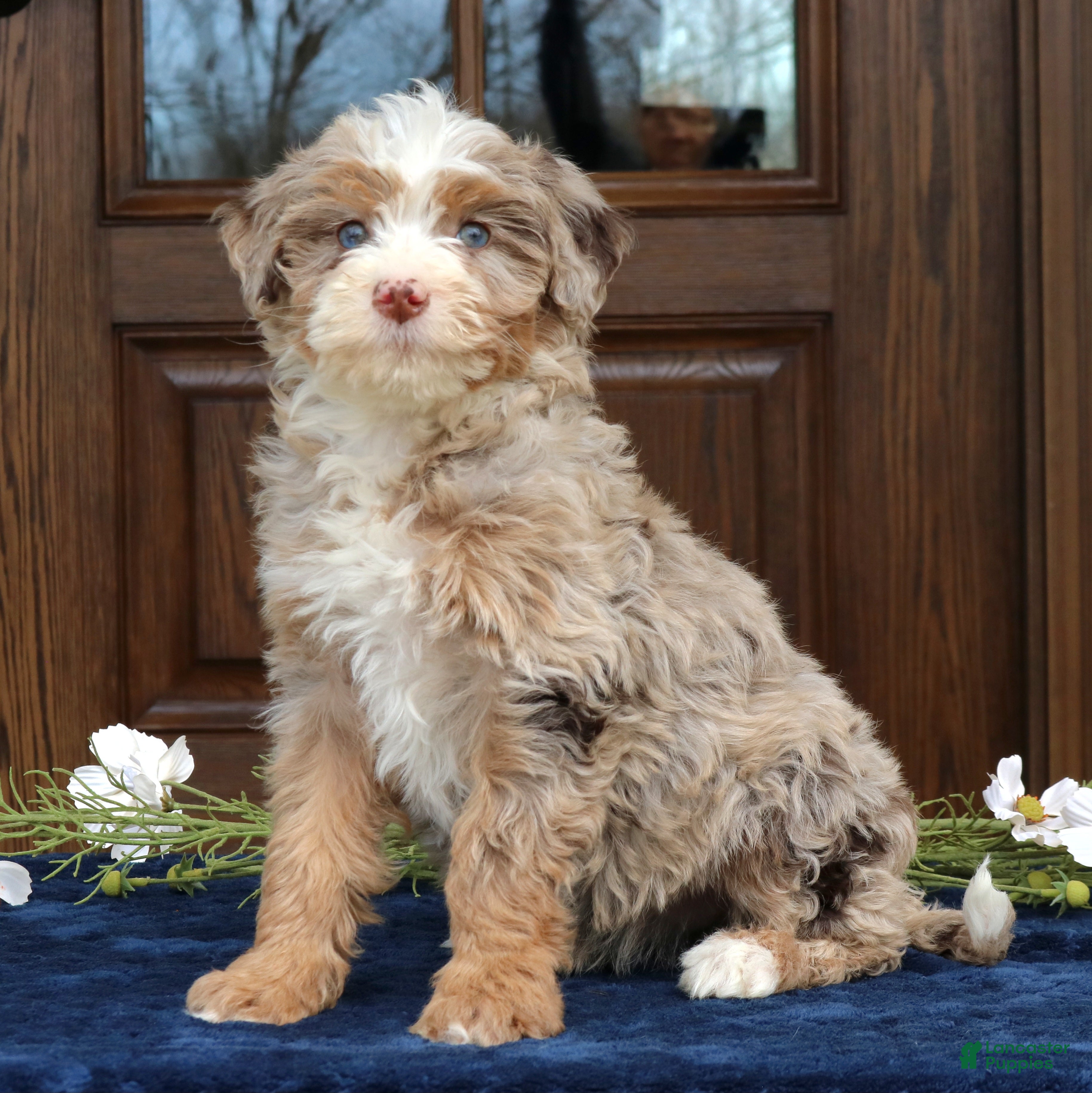 Mini Bernedoodle dogs Vanessa  - Ad 2