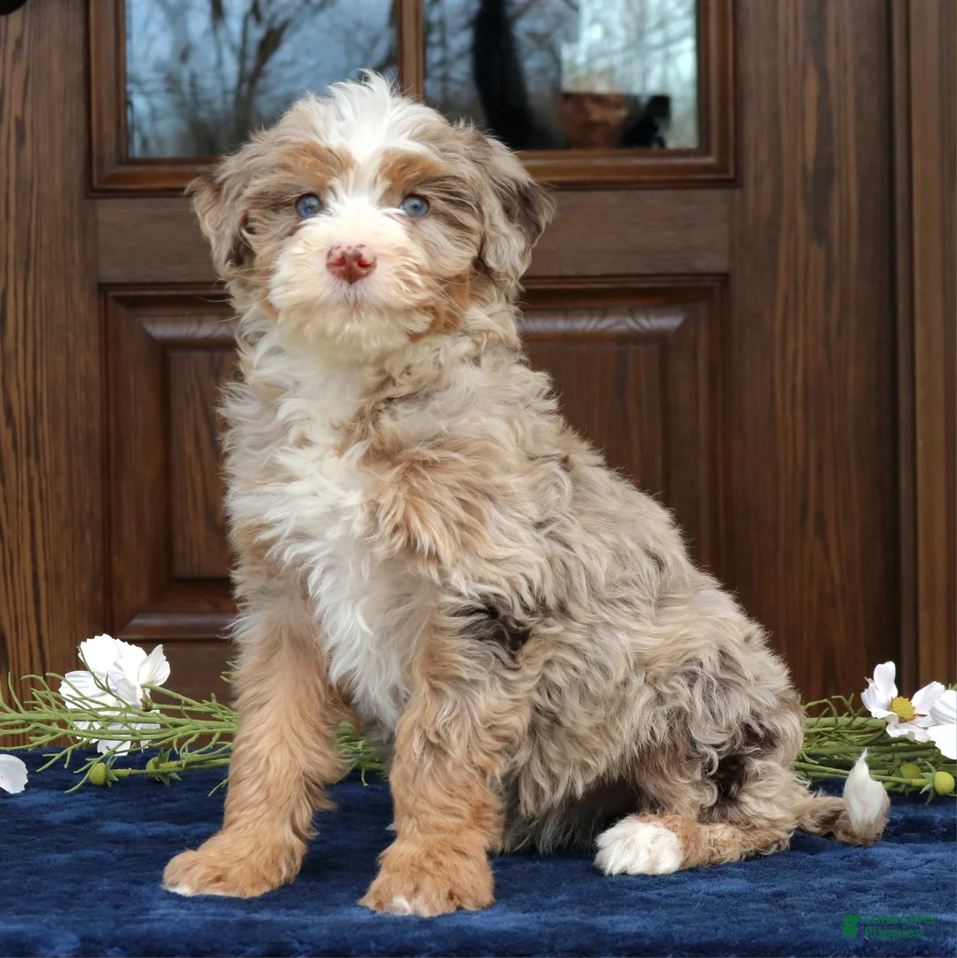 Mini Bernedoodle dogs for sale: Vanessa  - Ad 2