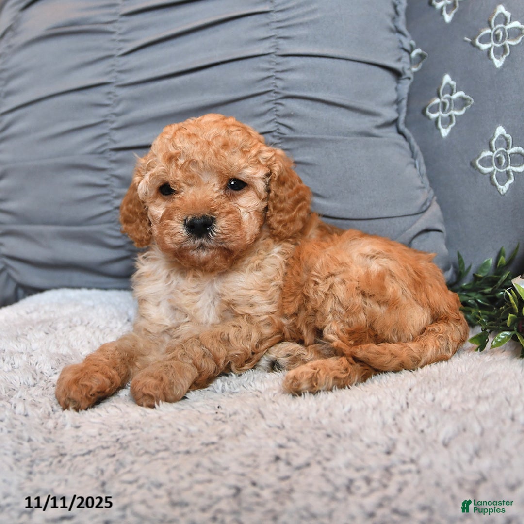 Cavachon dogs for sale: Espresso - Ad 3