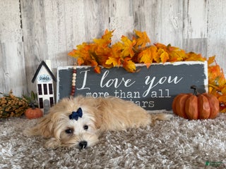 Maltipoo dogs - Ad 33