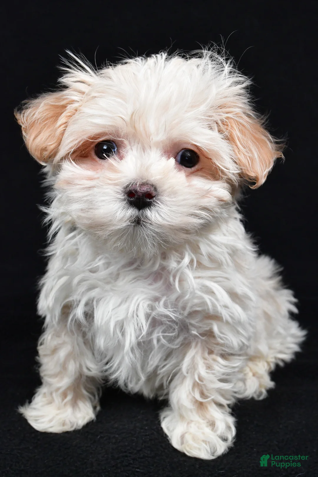 Maltipoo dogs for sale: Kaden - Ad 5