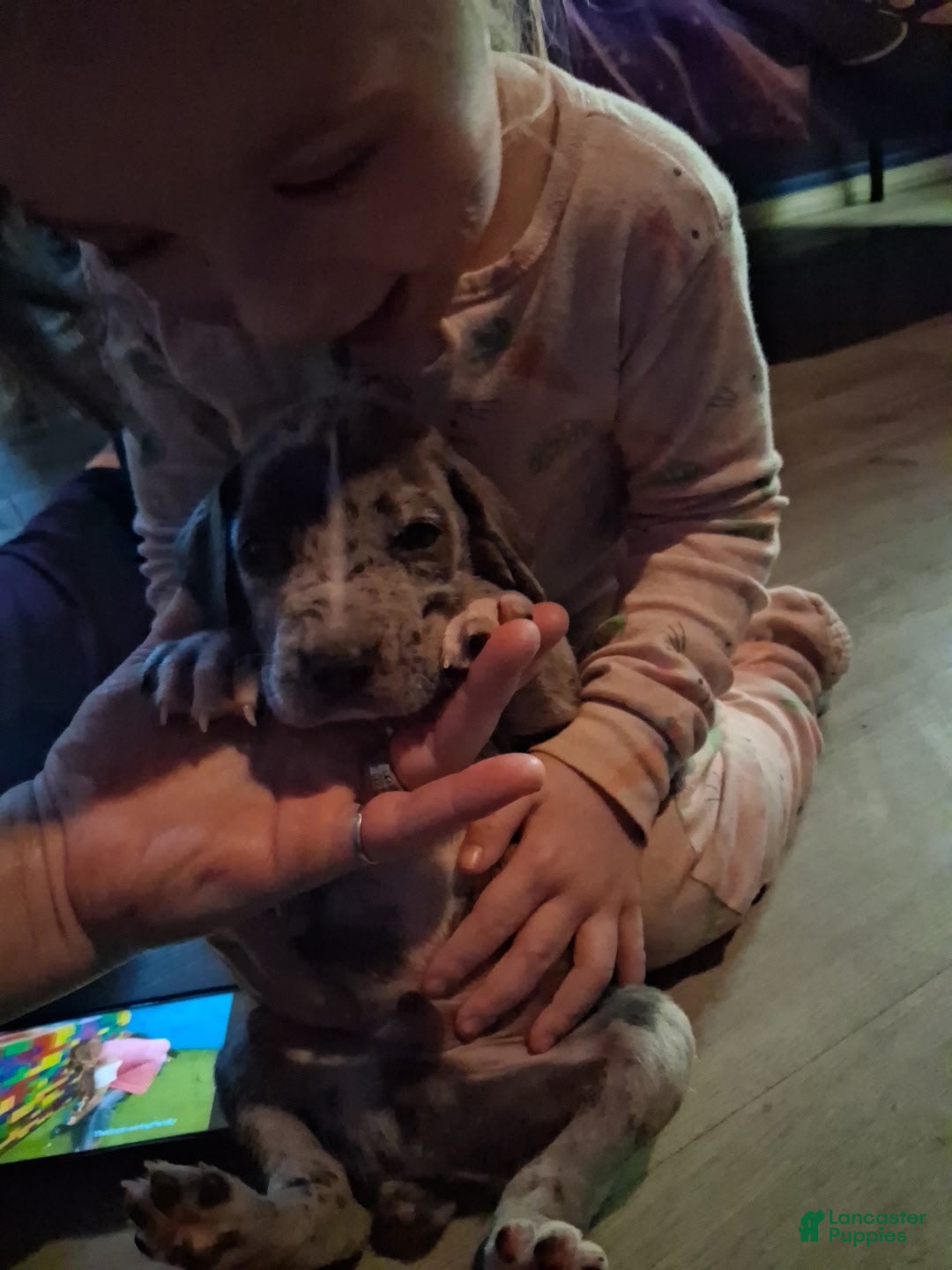 Daniff dogs BRONCO- FOUND AN AMAZING NEW FOREVER FAMILY - Ad 6