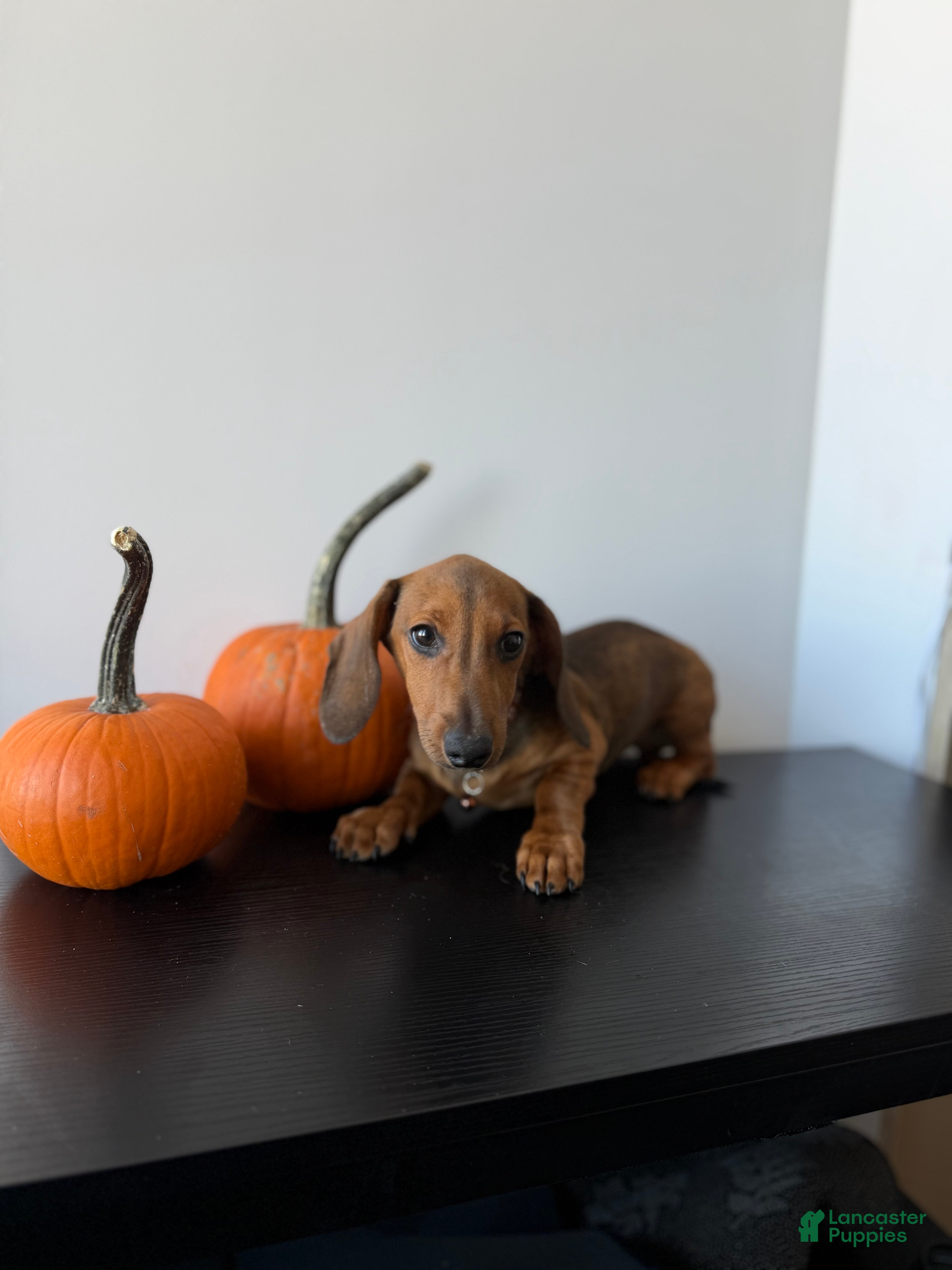 Dachshund dogs Baxter - Ad 2