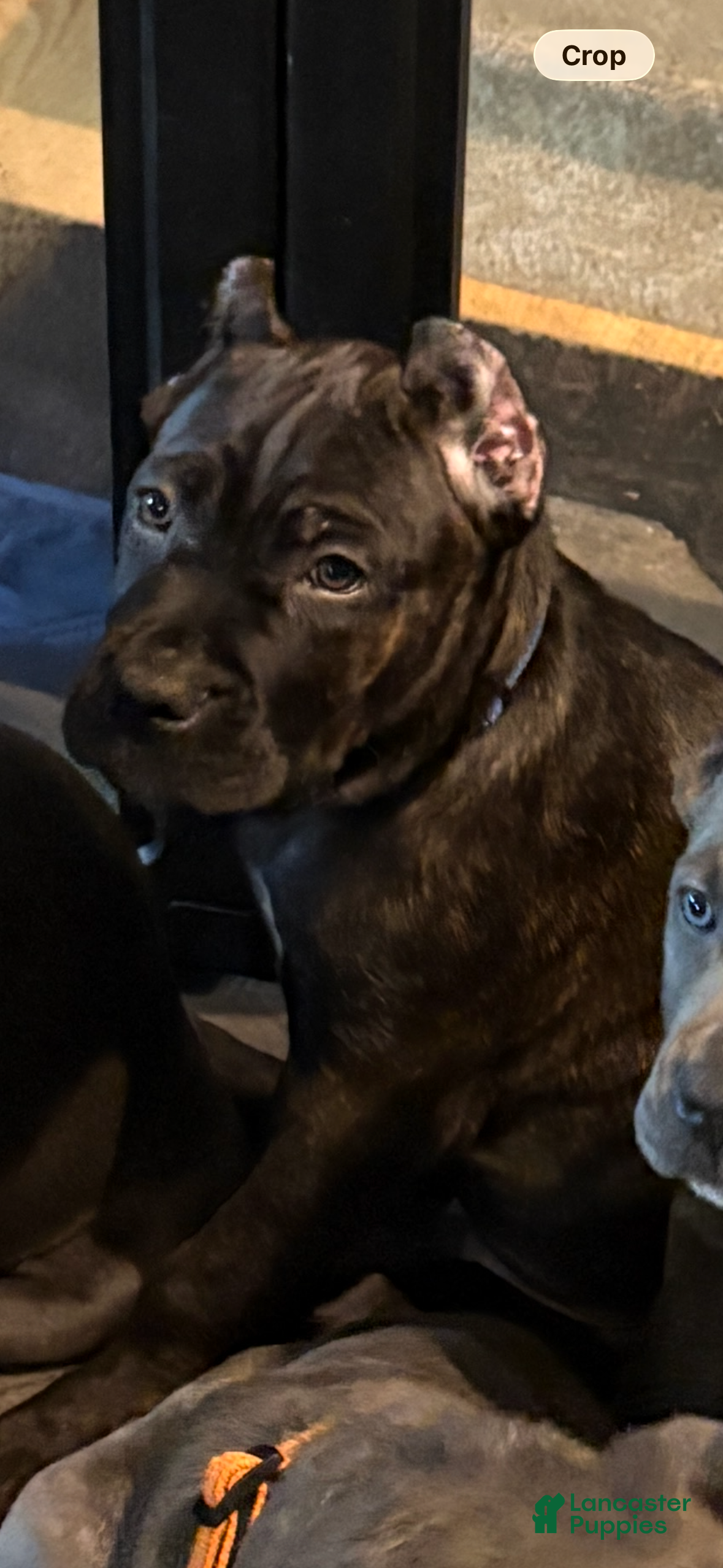 Cane Corso dogs Blue&White - Ad 20
