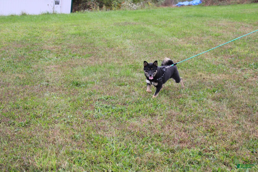 Shiba Inu dogs for sale: Rusty - Ad 18