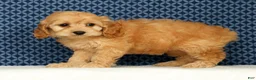 Cockapoo dogs for sale: Millie - Ad 3
