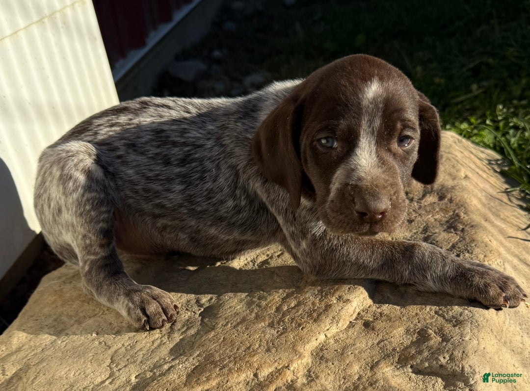 German Shorthaired Pointer dogs for sale: German Shorthaired Pointer Puppy 1 - Ad 1