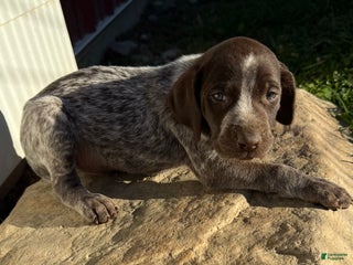 German Shorthaired Pointer dogs German Shorthaired Pointer Puppy 1 - Ad 26