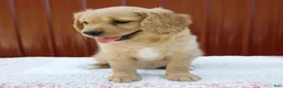 Miniature Golden Retriever dogs for sale: Ginger - Ad 6