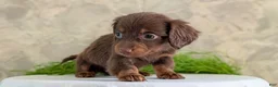 Miniature Dachshund dogs for sale: Lyla - Ad 9