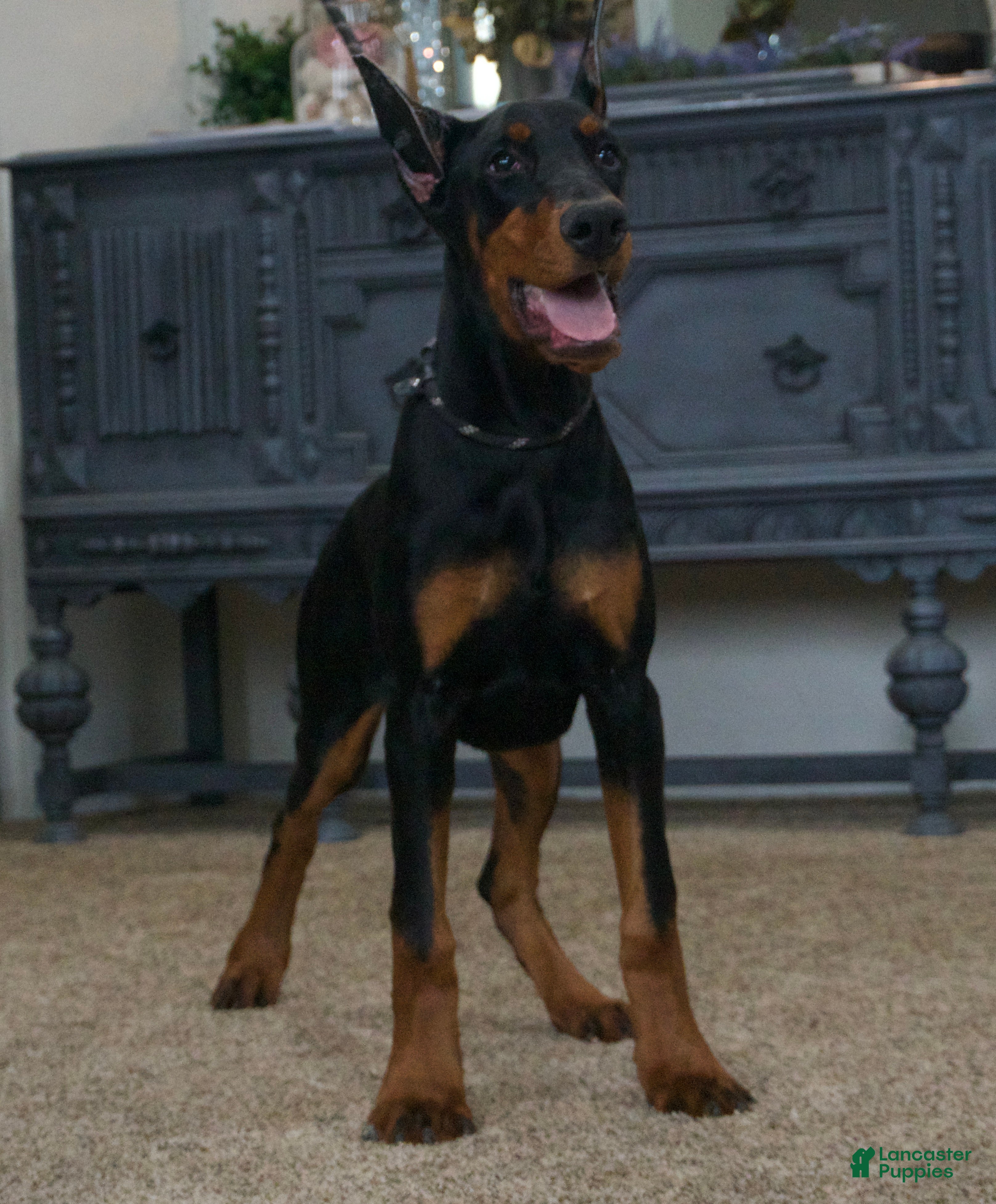 Doberman Pinscher dogs Mercedes AKC European Doberman Pinscher - Ad 1