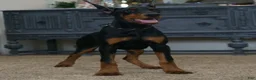 Doberman Pinscher dogs for sale: Mercedes AKC European Doberman Pinscher - Ad 1