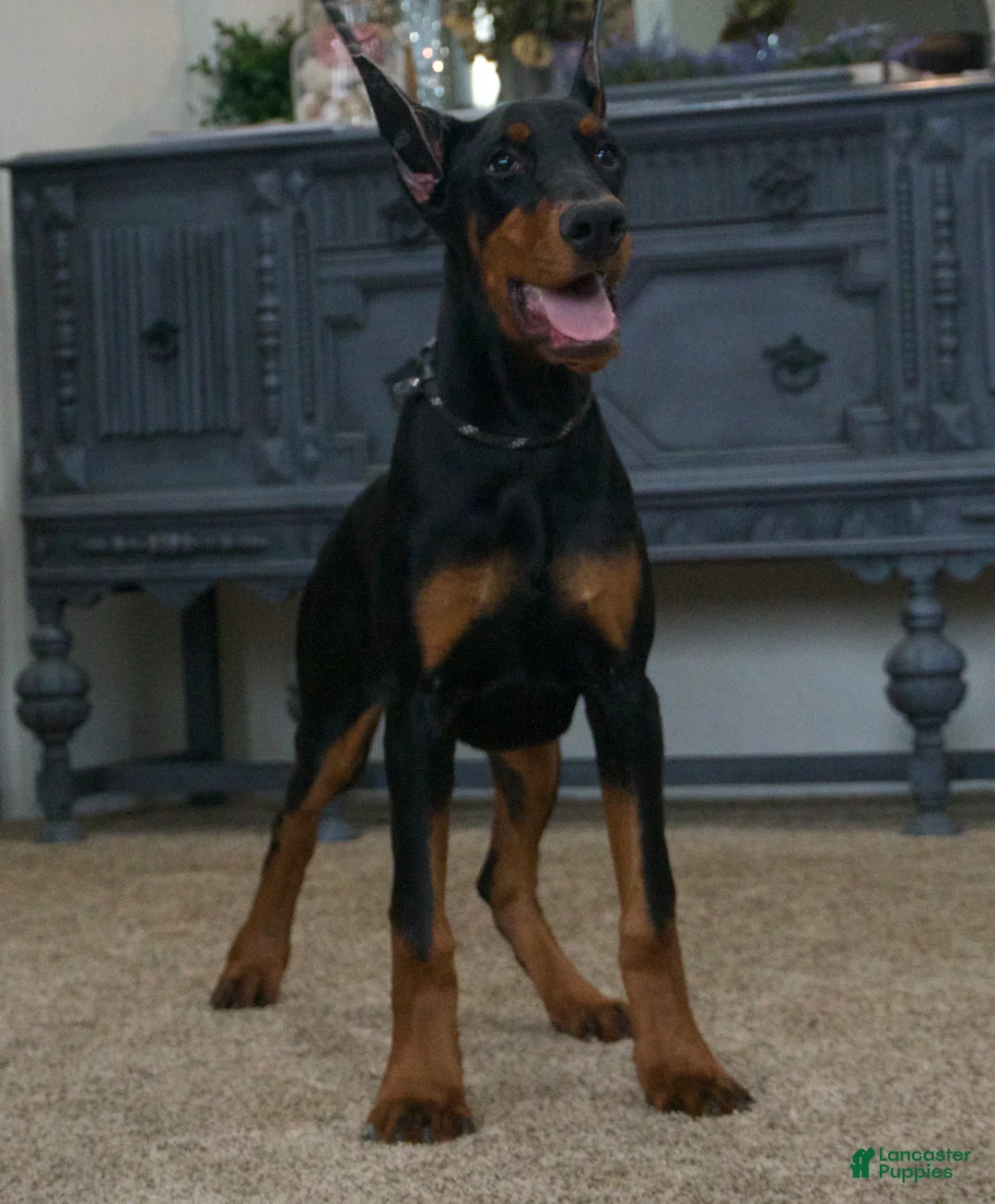 Doberman Pinscher dogs for sale: Mercedes AKC European Doberman Pinscher - Ad 1