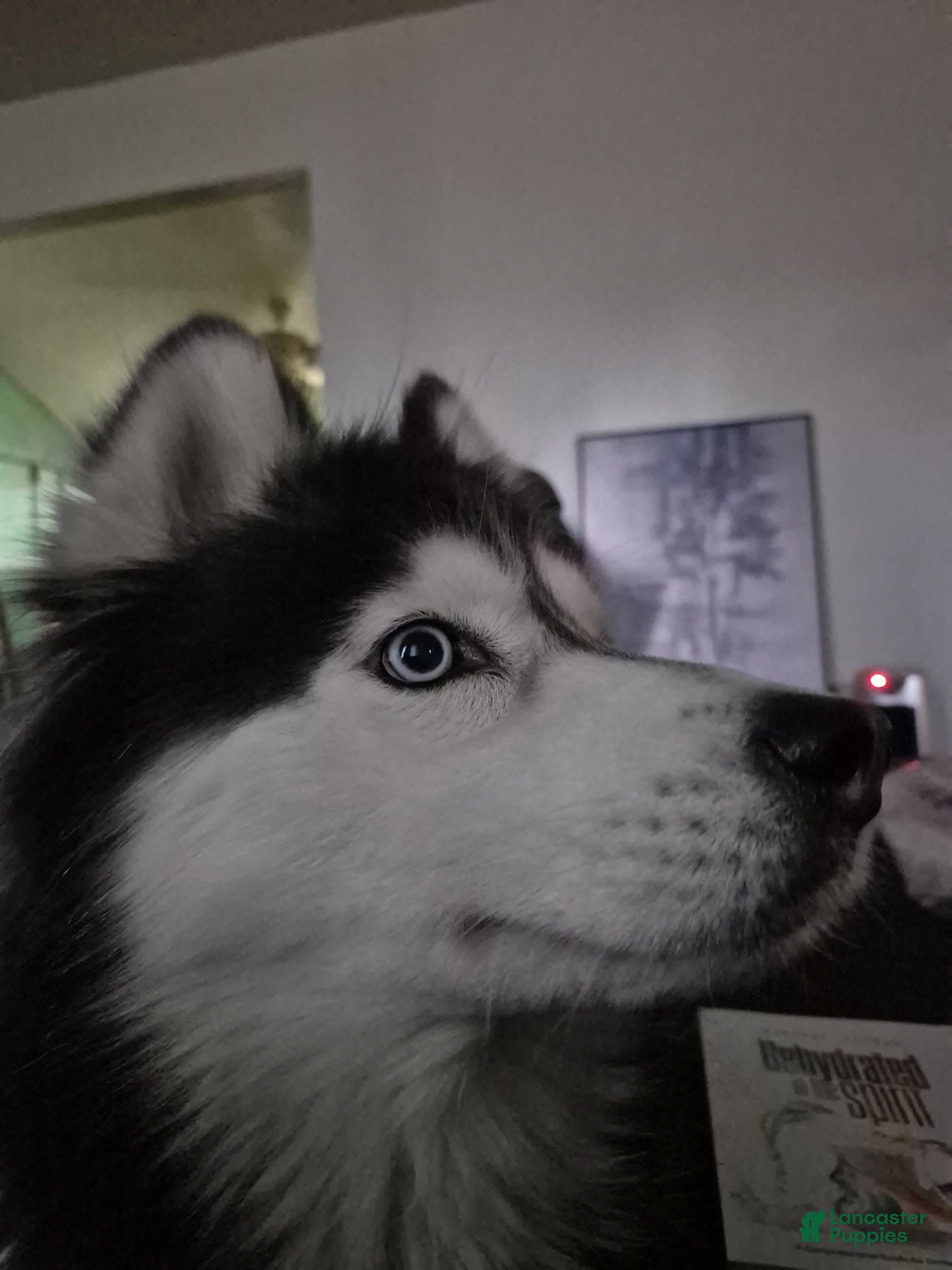 Alaskan Husky dogs Alaskan Husky Puppy 1 - Ad 1