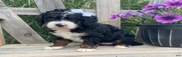 Mini Bernedoodle dogs for sale: Kandy - Ad 4