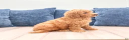Miniature Labradoodle dogs for sale: Orchid - Ad 3