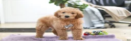 Goldendoodle dogs for sale: Maverick - Ad 4