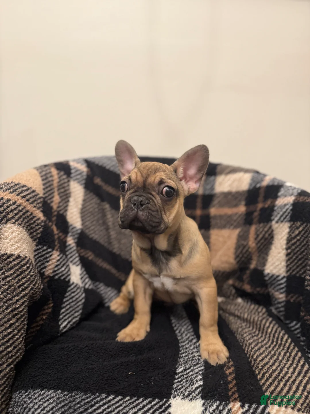 French Bulldog dogs for sale: Bonnie  - Ad 2