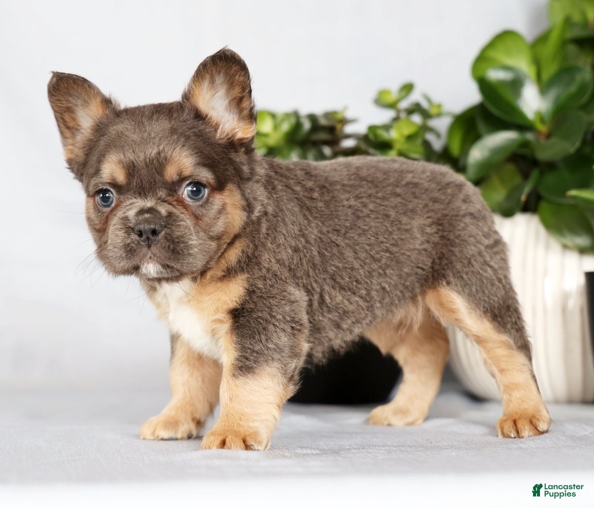 French Bulldog dogs Oakley - Ad 1