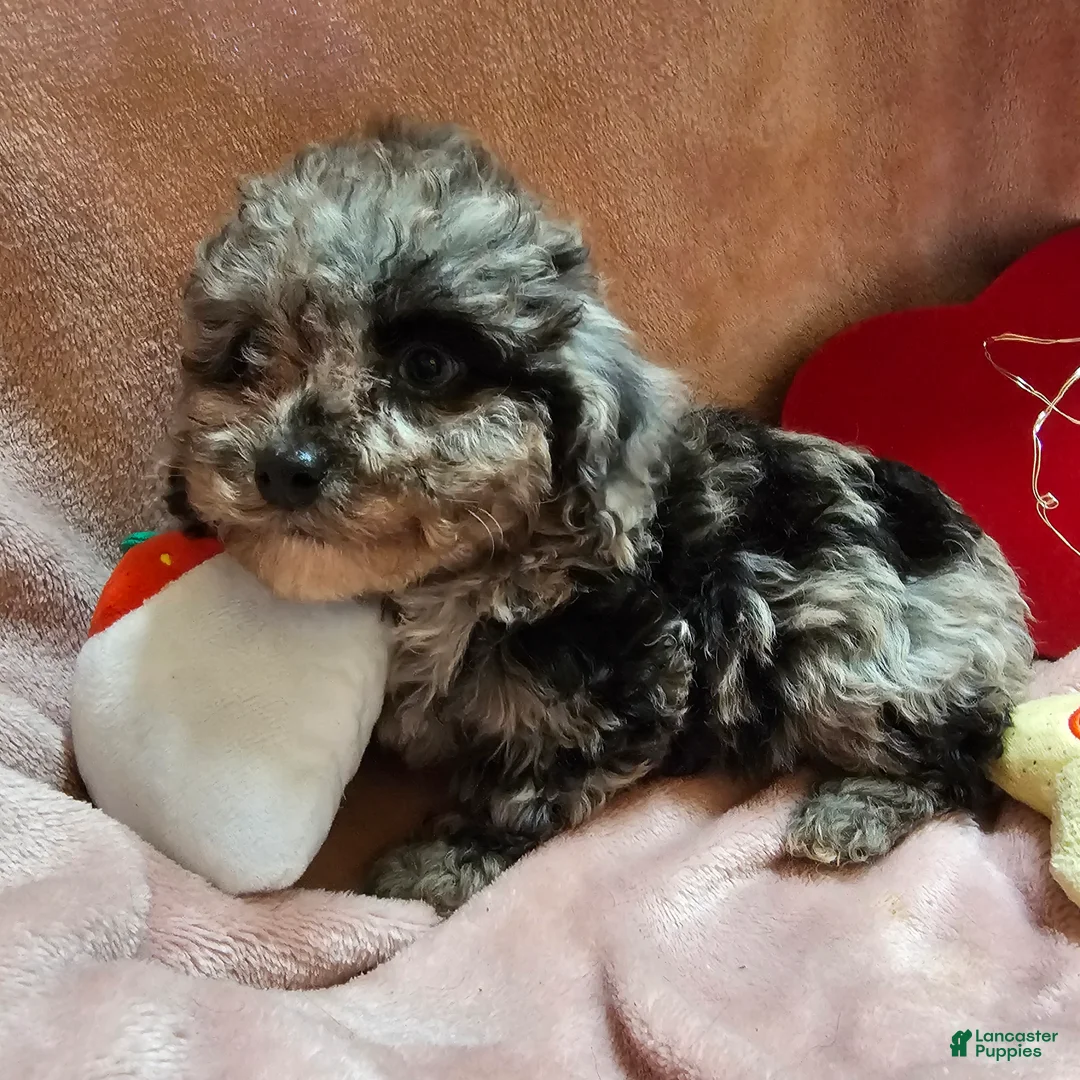 Cockapoo dogs for sale: Glitter - Ad 2