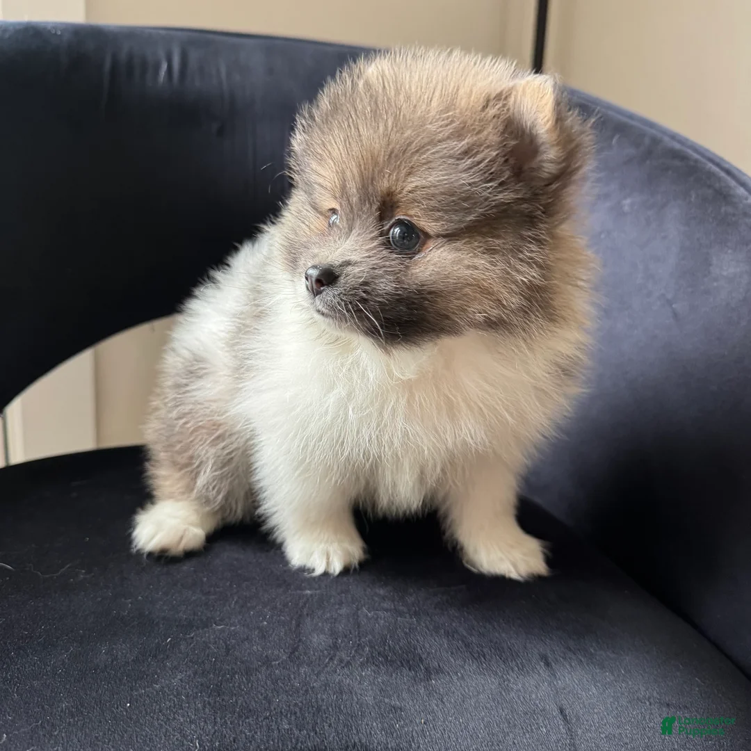Pomeranian dogs for sale: kyle  - Ad 6