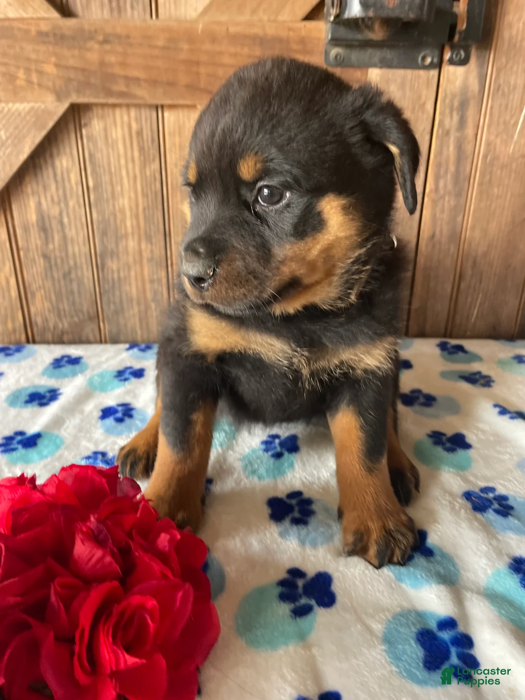Rottweiler dogs for sale: Nala - Ad 2