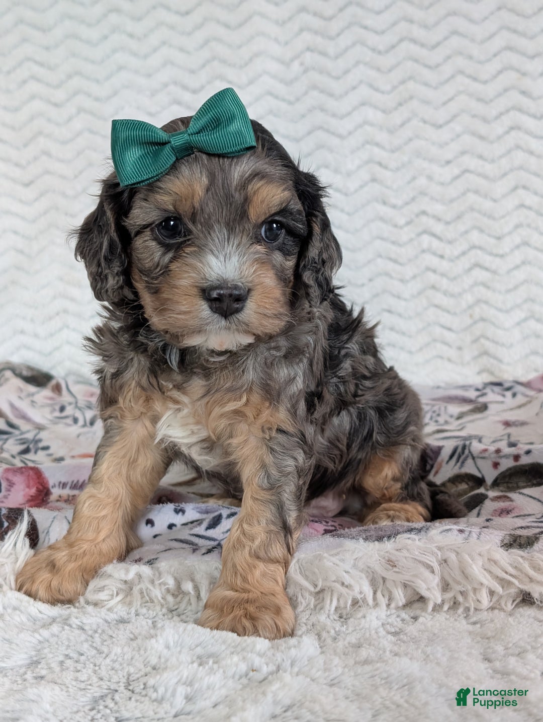 Cavapoo dogs for sale: Zeke - Ad 9
