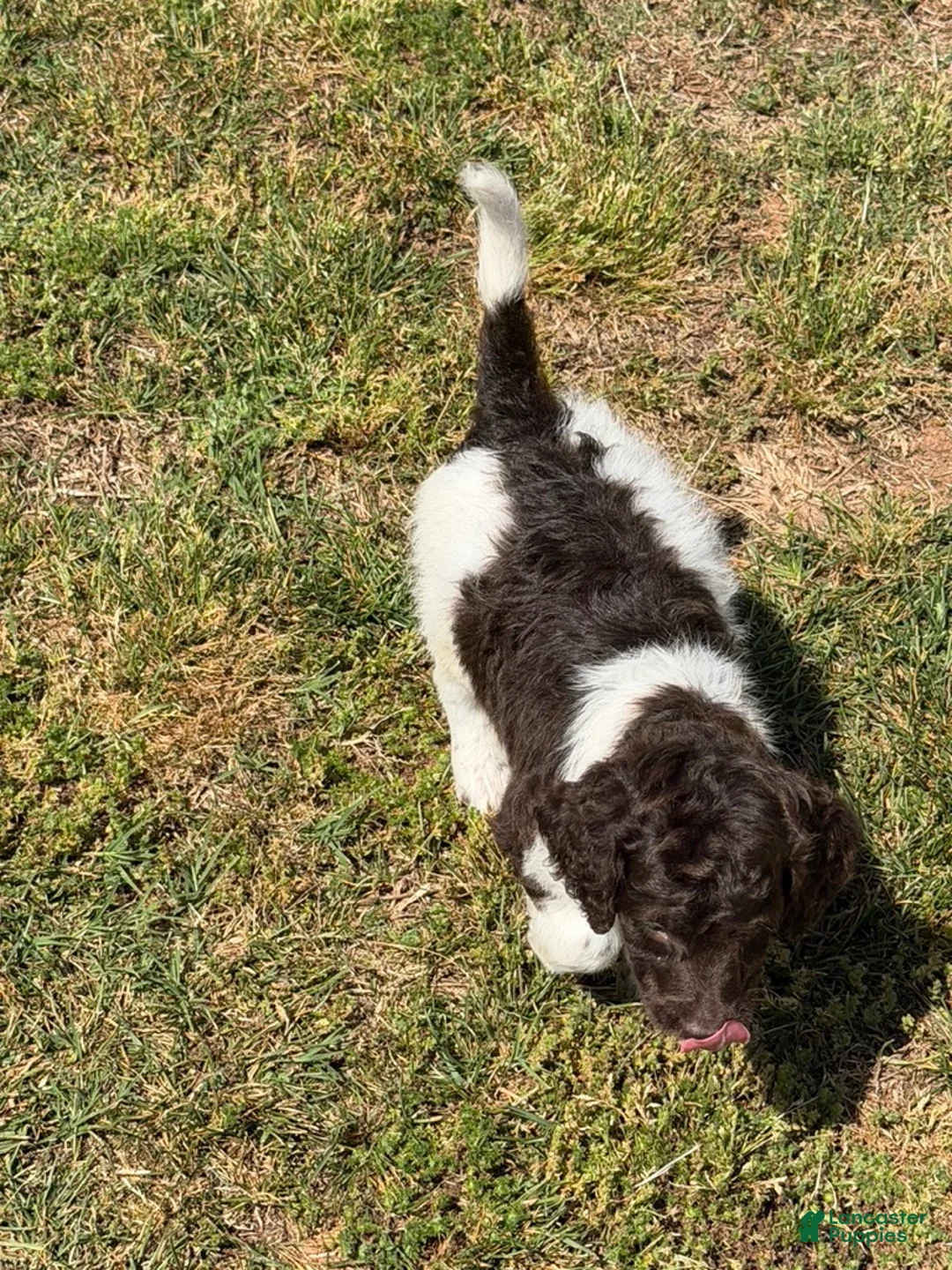 Mini Goldendoodle dogs for sale: Maria - Ad 2