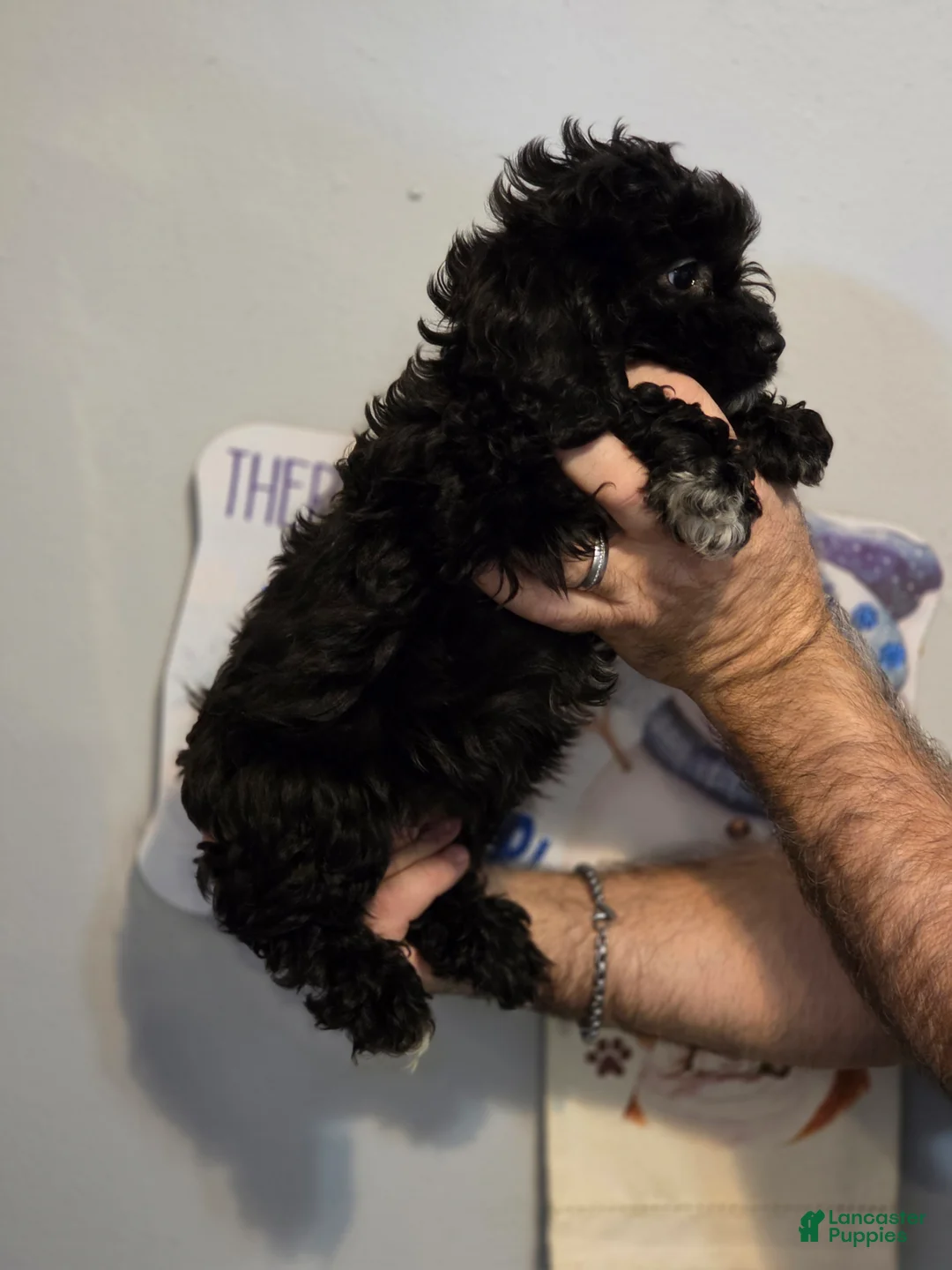 Cockapoo dogs for sale: Charlie - Ad 3