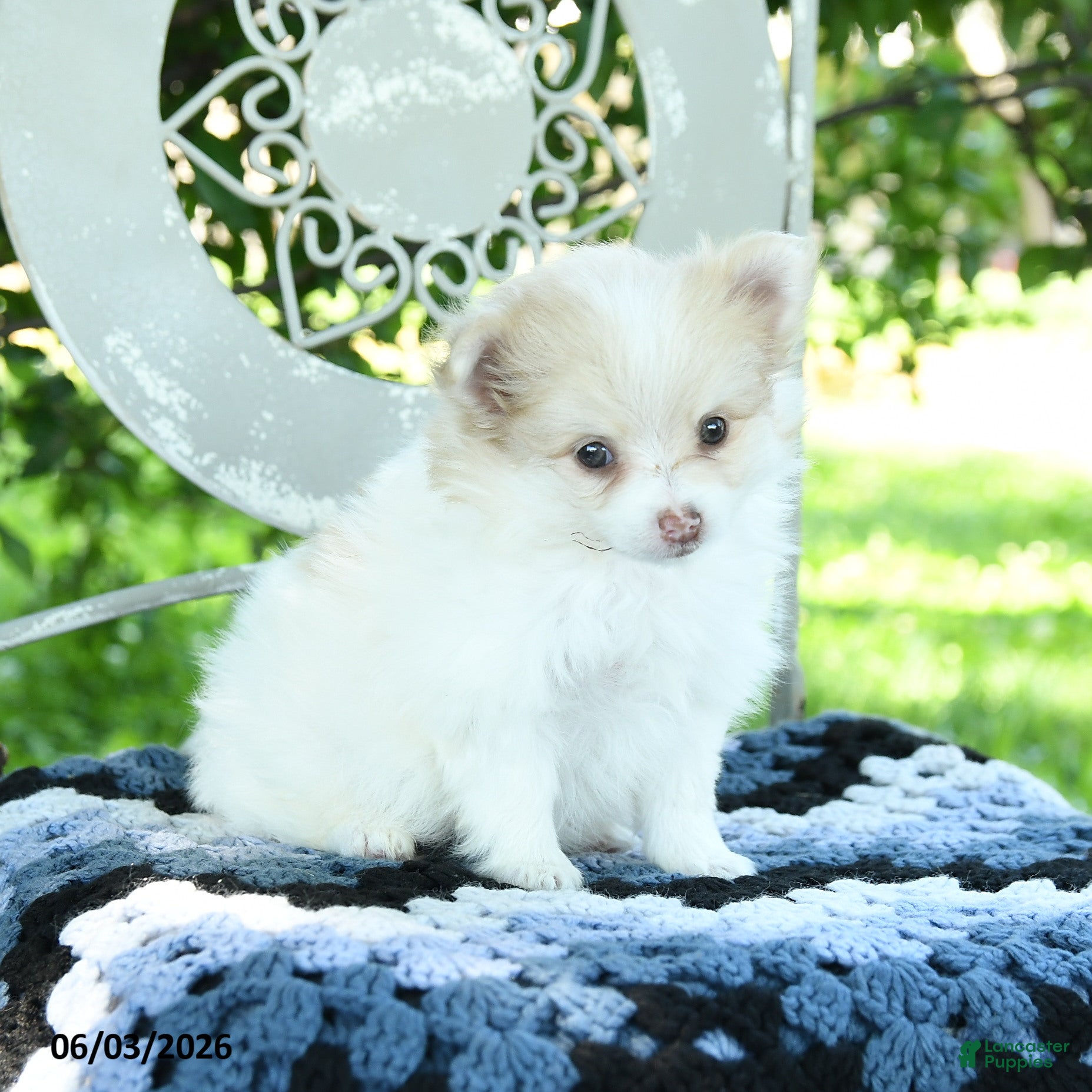 Pomeranian dogs for sale: Polly - Ad 3
