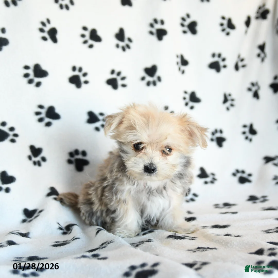 Morkie dogs for sale: Nemo - Ad 5