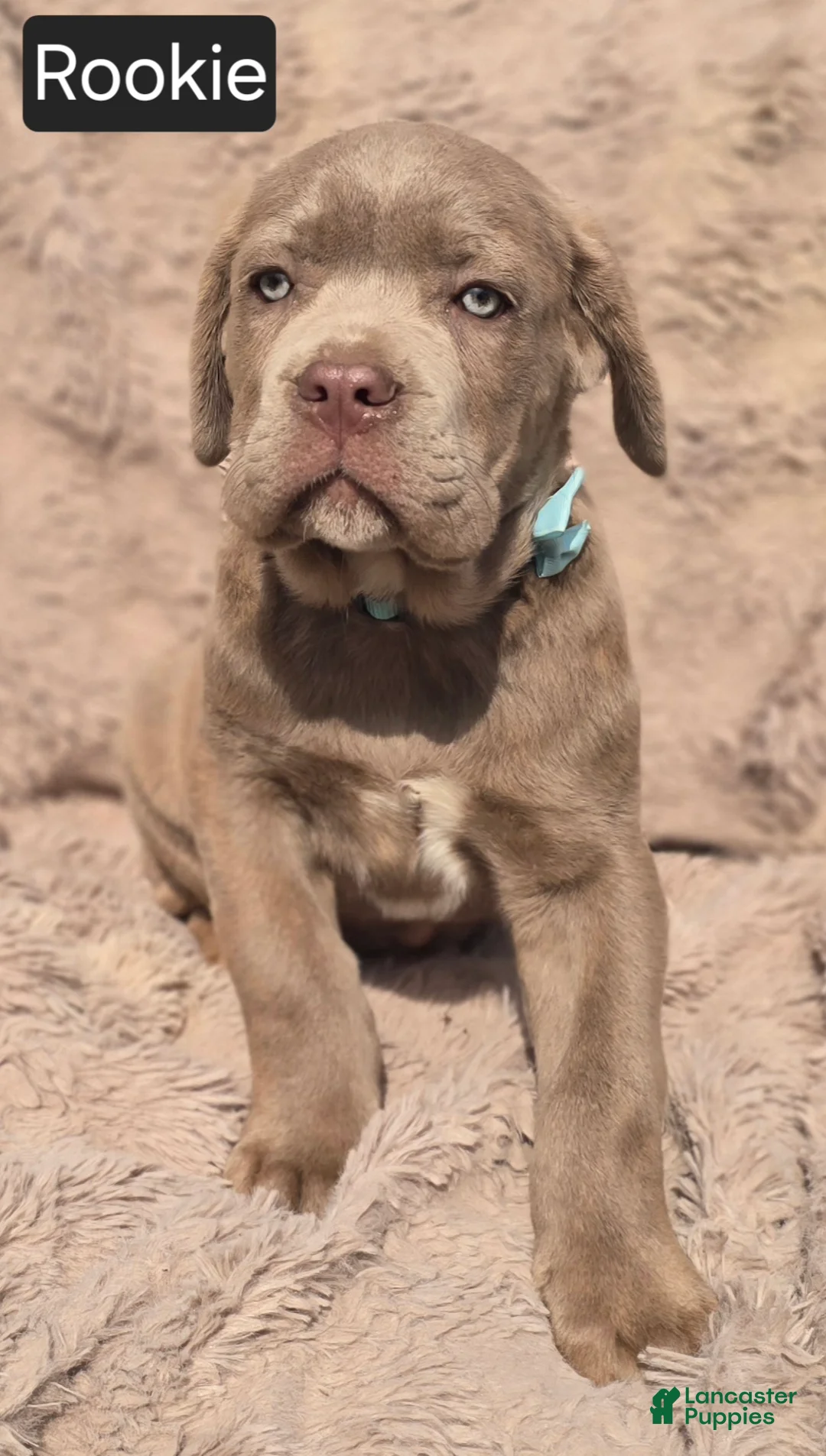 Cane Corso dogs for sale: Rookie - Ad 4